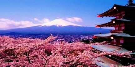 cherry-blossoms-japan-international-tefl-academy
