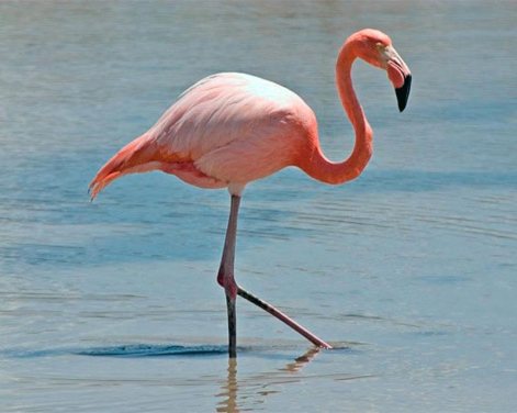 flamingo-dream