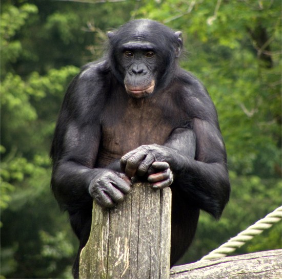 apeldoorn_apenheul_zoo_bonobo
